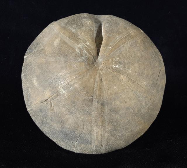 Clypeus ploti (LESKE 1778) - Bild © FossNet FossilienStore
